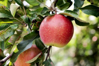 Taze elma ağacının dal üzerinde fotoğrafı