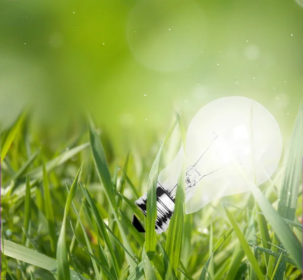 Light bulb hidden in grass in evening time