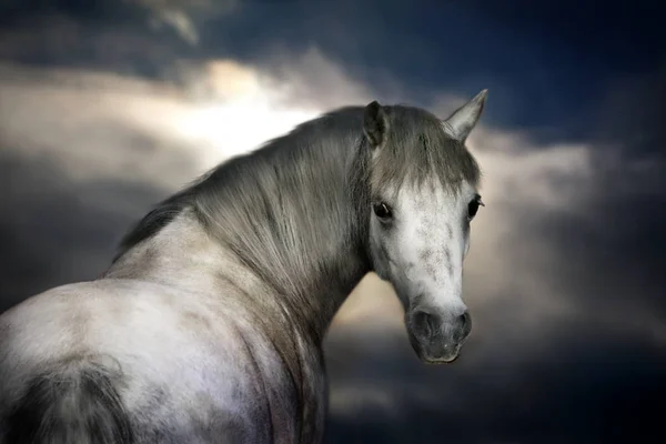 Kleines Pony Mit Dramatischem Himmel Porträtfoto — Stockfoto