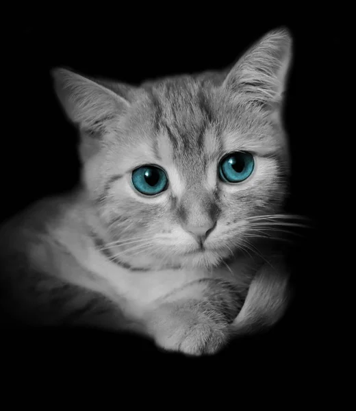 Foto Portrét Hlavy Kočky Černém Pozadí — Stock fotografie