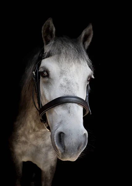 Porträtt Ponny Med Svart Bakgrundsfoto — Stockfoto