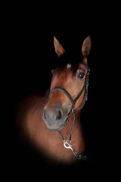 黒背景の写真と馬の肖像 — ストック写真