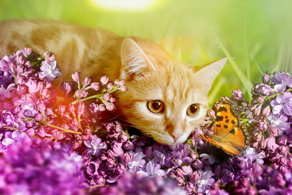 Photo Cat Looking Butterfly Decorated Lilac — Stock Photo, Image