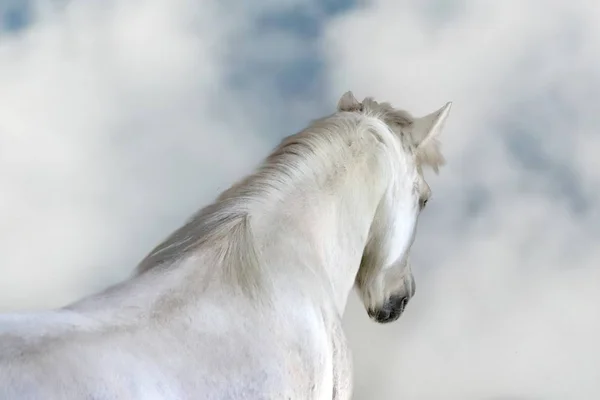 Cavalo Branco Com Sonho Céu Nublado Foto — Fotografia de Stock