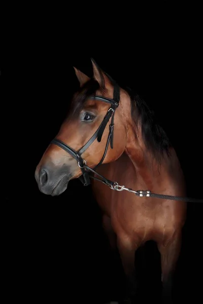 Retrato Cavalo Com Foto Fundo Preto — Fotografia de Stock