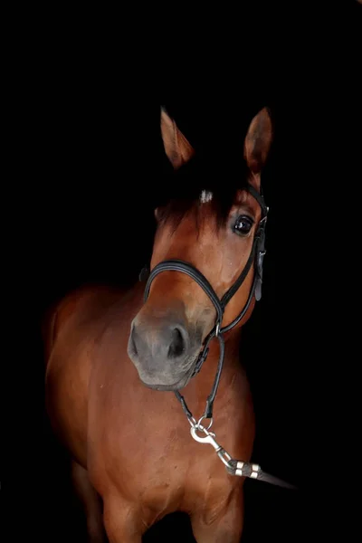 Retrato Caballo Con Foto Fondo Negro — Foto de Stock