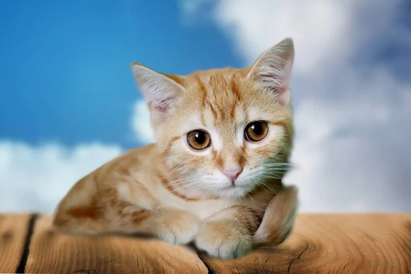 在背景蓝色天空的木地板上可爱的小猫照片 — 图库照片