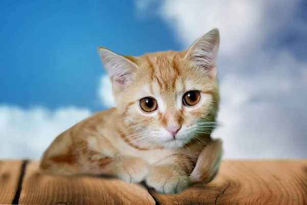 Foto Söt Kattunge Trä Marken Med Blå Himmel Bakgrunden — Stockfoto