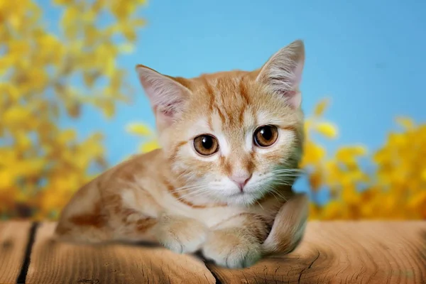 Foto Lindo Gatito Suelo Madera Otoño —  Fotos de Stock