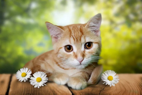 Foto Van Schattige Kitten Houten Grond Met Daisy Decoratie — Stockfoto