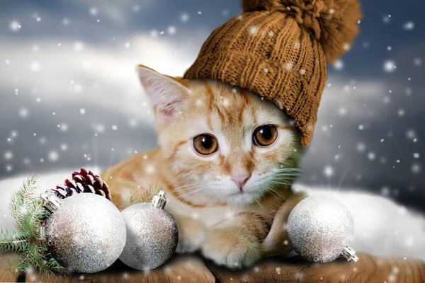 Carino Gatto Cappello Con Decorazione Natalizia Inverno — Foto Stock