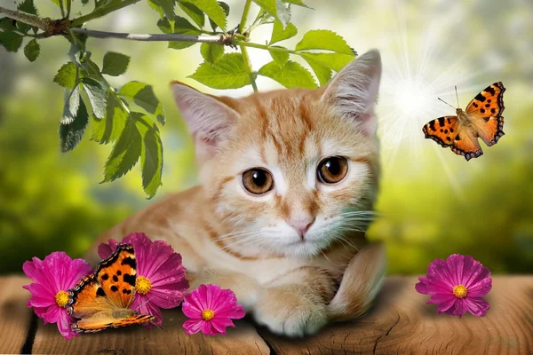 Foto Van Schattige Kitten Houten Grond Met Bloemen — Stockfoto