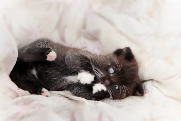 Foto Lindo Gatito Blanco Negro Acostado Sobre Una Manta —  Fotos de Stock