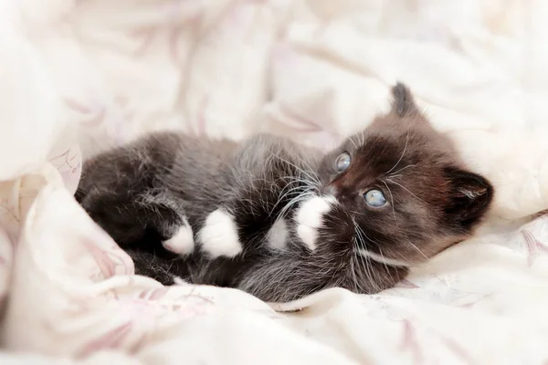 Foto Bonito Pequeno Gatinho Branco Preto Deitado Cobertor — Fotografia de Stock