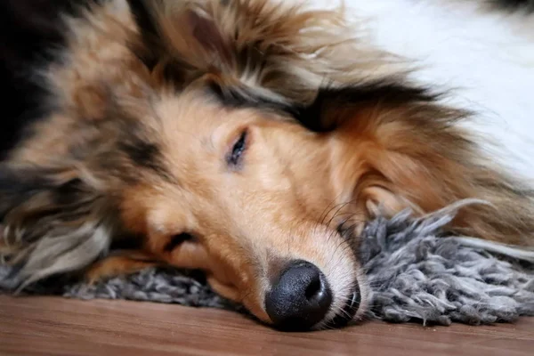 Photo Dormir Mignon Collie Chien Avec Des Détails — Photo