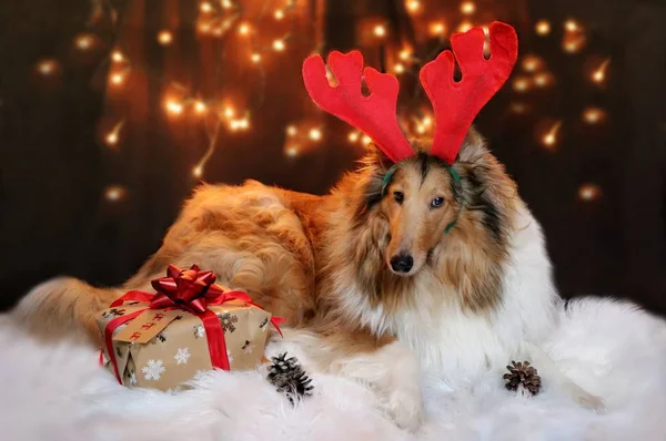 Foto Von Collie Hund Der Weihnachtszeit — Stockfoto