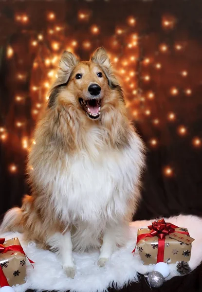 Zdjęcie Collie Pies Czasie Świąt Bożego Narodzenia — Zdjęcie stockowe