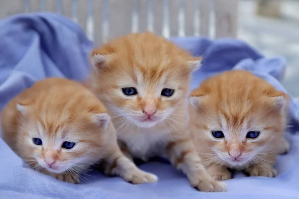Üç sevimli yavru kedi — Stok fotoğraf