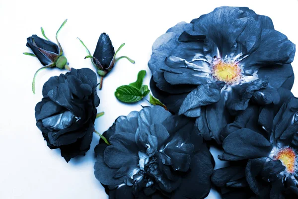 Dunkelblaue Rosen — Stockfoto