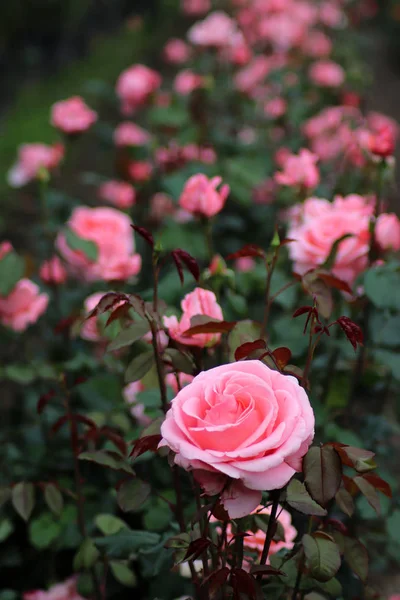 Rosas rosadas en línea — Foto de Stock