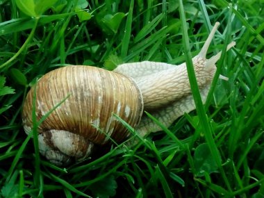çim Snail