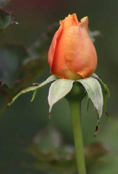 オレンジ色の花のバラの写真 — ストック写真