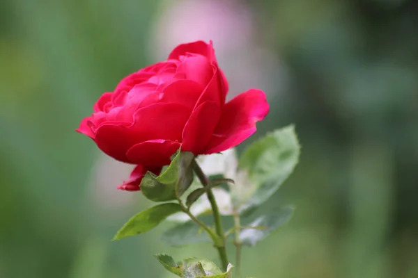 Rosa roja flora foto — Foto de Stock