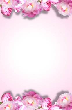 pembe bir arka plan ile peonies