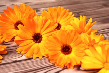 Marigold ahşap zemin üzerinde