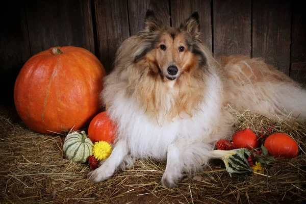 Collie hond met herfst pompoenen — Stockfoto