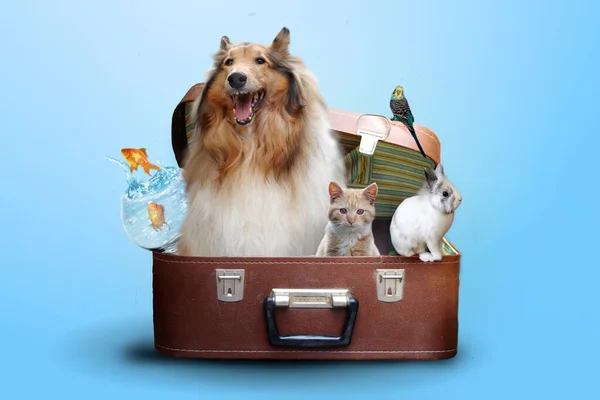 Haustiere Koffer Bereit Für Den Urlaub — Stockfoto
