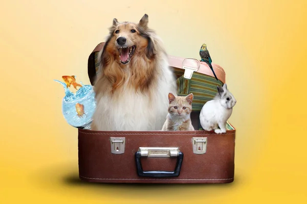 Mascotas Maleta Listas Para Viajar Vacaciones —  Fotos de Stock