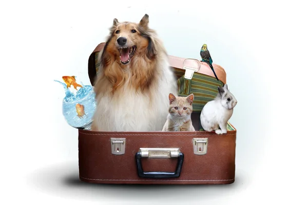 Haustiere Koffer Bereit Für Den Urlaub — Stockfoto