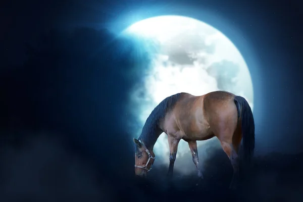 Fantasy Photo Horse Dark Jight Sky — Stock Photo, Image