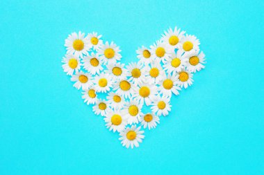 bir kalp şeklinde mavi zemin üzerine beyaz papatya