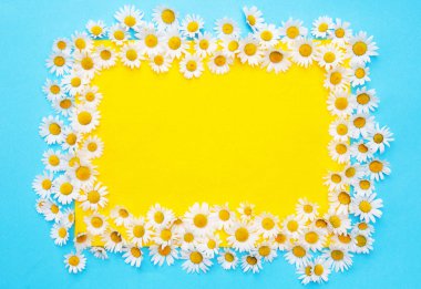 mavi ve sarı arka plan beyaz papatya ile çerçeveli