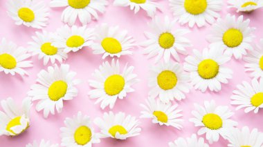 pembe bir arka plan üzerinde güzel papatyalar closeup