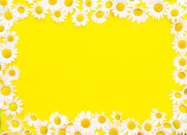 çerçeveli sarı arka plan beyaz güzel papatyalar