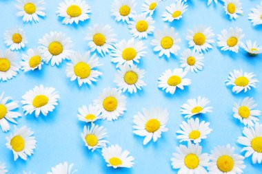 mavi bir arka plan üzerinde güzel papatyalar closeup