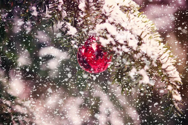 Rote Weihnachtskugel Hängt Einem Baum Schnee — Stockfoto