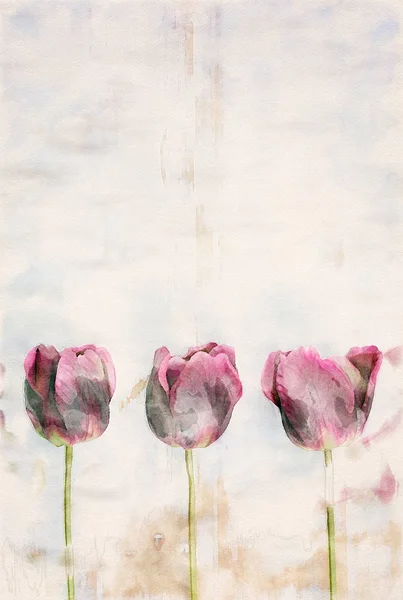 Tulipanes morados sobre fondo blanco rústico de madera — Foto de Stock