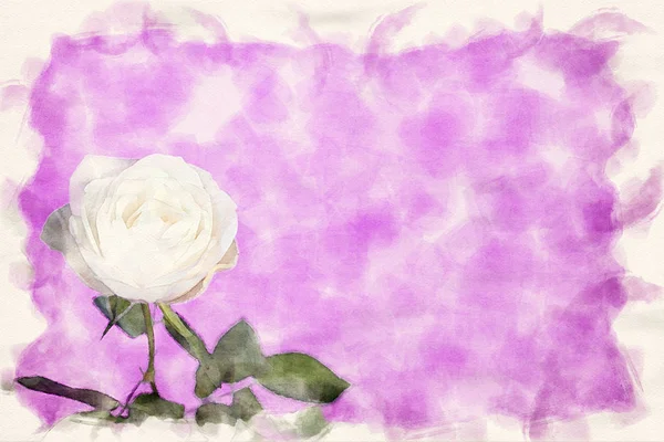 Zbliżenie Białej Róży na różowym tle — Zdjęcie stockowe