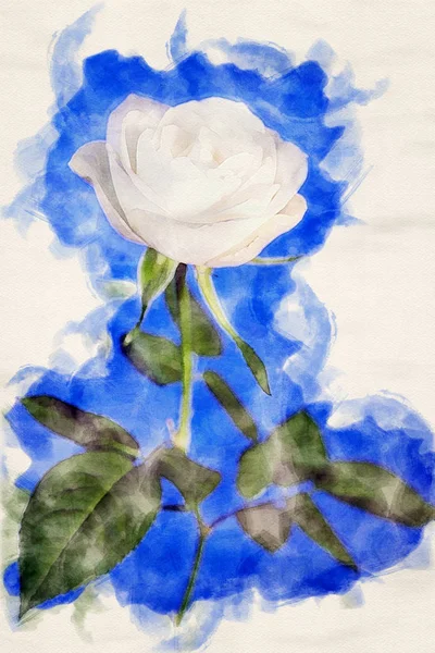 Zblízka bílá růže na modrém pozadí — Stock fotografie