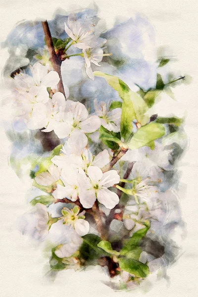 Mirabelle fleurit sur l'arbre à l'aquarelle — Photo