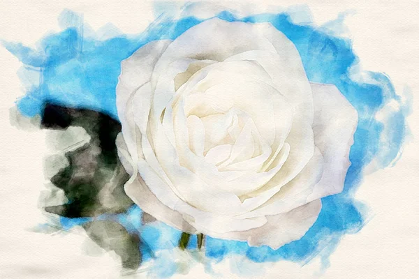 Bílá růže na modrém pozadí v akvarelech — Stock fotografie