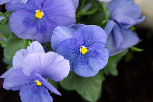Close-up of beautiful blue pansies — Stock Image Close-up of beautiful blue pansies Royalty Free Stock Images