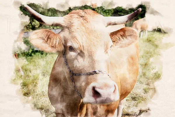 Bruine koe met de horens permanent op gras — Stockfoto