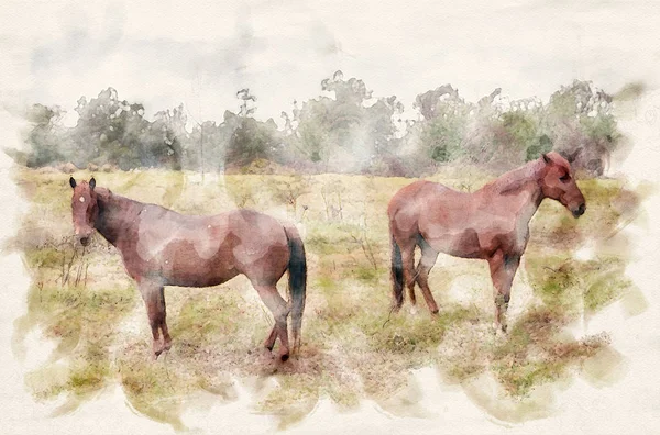 緑の農地に2頭の茶色の馬 — ストック写真