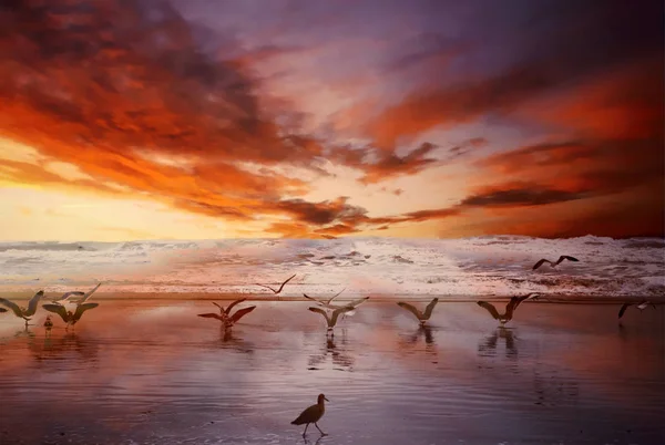 Färgglada solnedgång vid stranden med måsar — Stockfoto