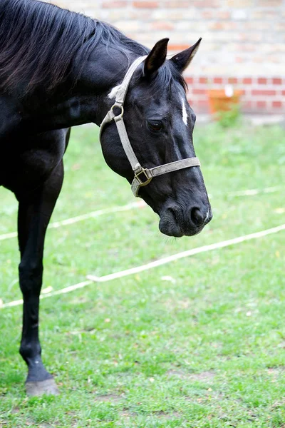 Portret van mooi zwart paard buitenshuis — Stockfoto